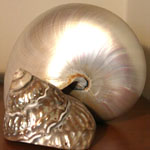 shells